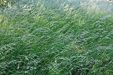 《天穗之咲稻姬》百万销量纪念 NS＆PS4版七折促销